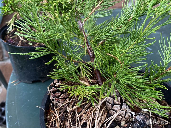 Можжевельник виргинский