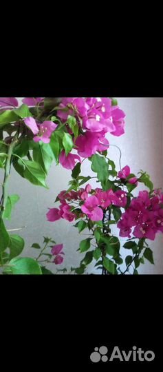 Бугенвиллия