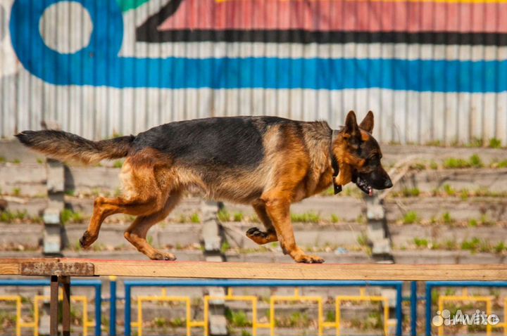 Дрессировка собак. Подготовка к выставкам