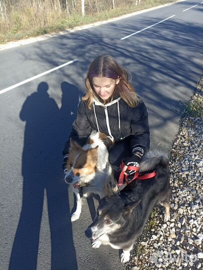 Выгульщик собак с 14 лет