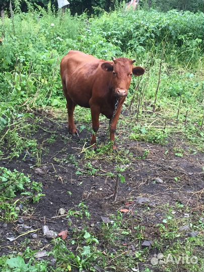 Продается телка