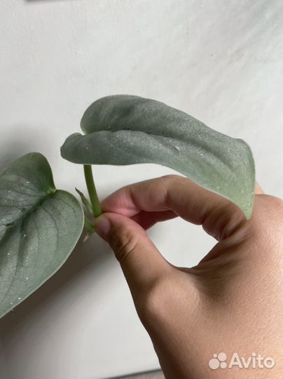 Сциндапсус платинум