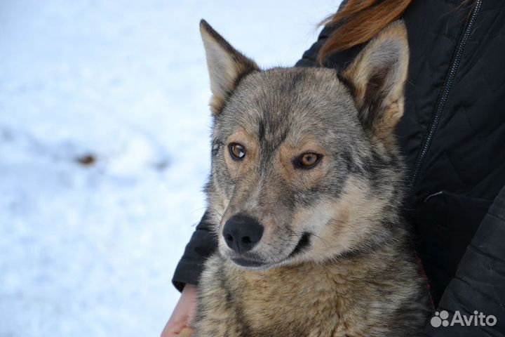Остин ищет дом
