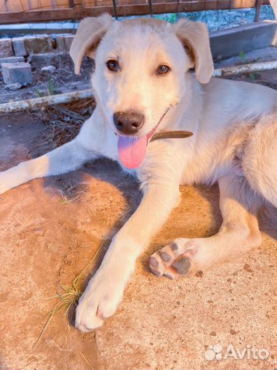 Фенотип лабрадора 4 месяца