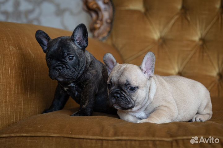 Французский бульдог