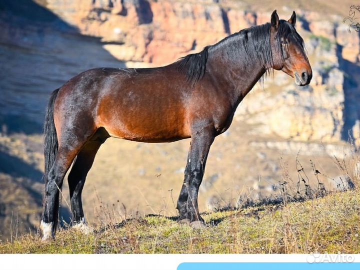 Жеребец в косяк