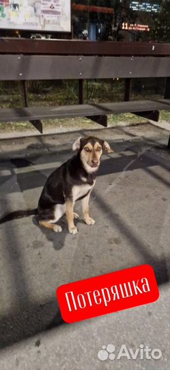 Отдам бесплатно