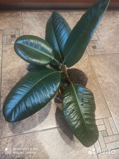 Фикус Эластика робуста