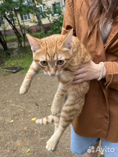 Отдадим в добрые руки