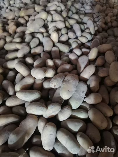 Продам картофель