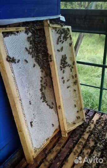 Мед акации св. урожай 2023 г