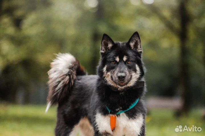 Собака в добрые руки бесплатно