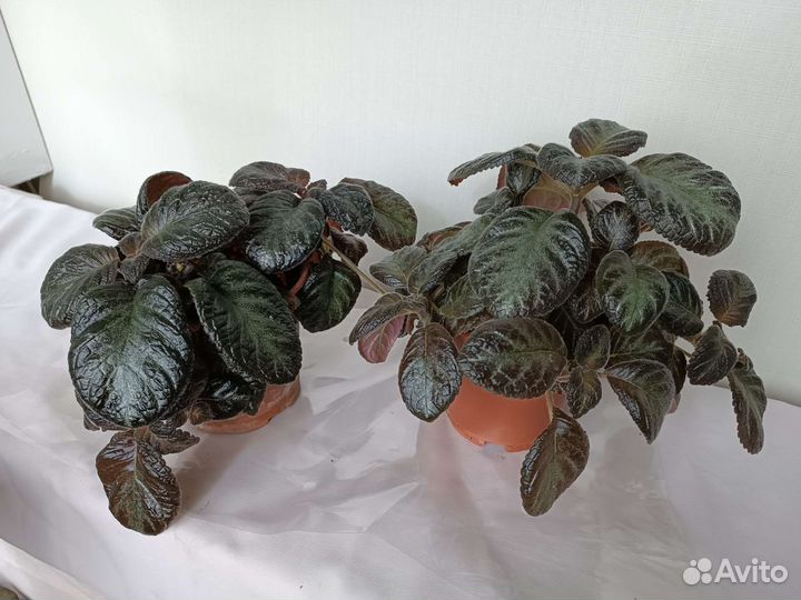 Бархатные Эписции. Очень красивые