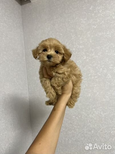 Мальтипу ф1 тикап мальчик карамель