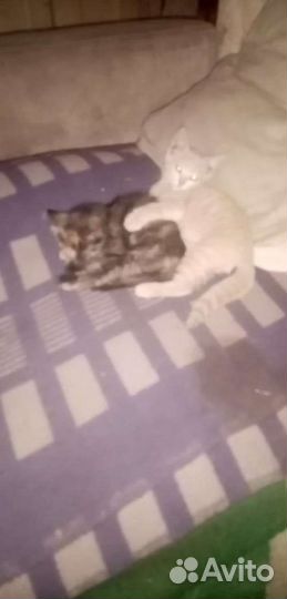 Рыжие котята