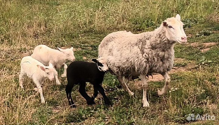 Домашние животные