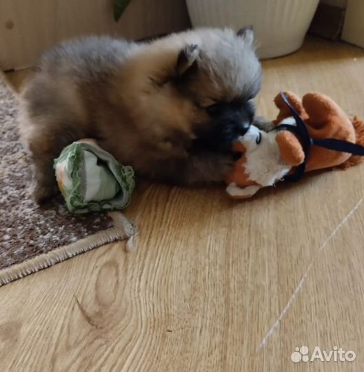 Померанский мини шпиц