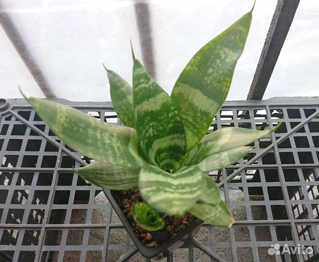 Сансевиерия