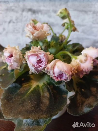 Цветущие фиалки