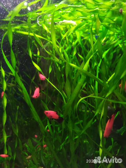 Аквариумные рыбки пецилии и скалярии