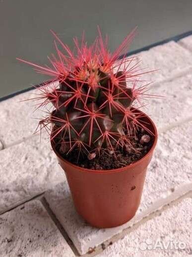 Эхинокактус (цветной)