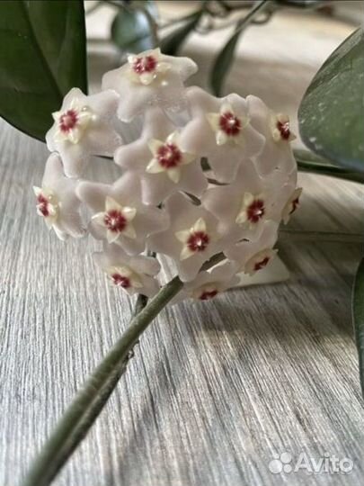 Много цветов