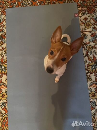 Вязка американский той-фокстертер