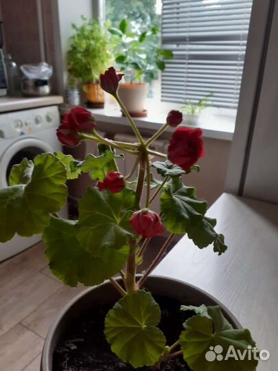 Герань пеларгония