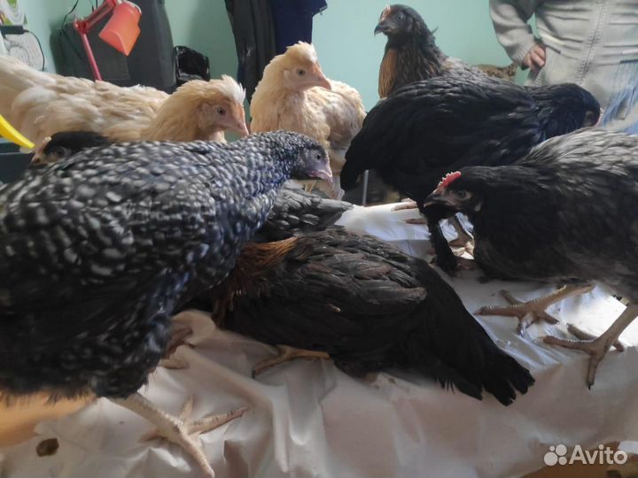 Куры Несушки