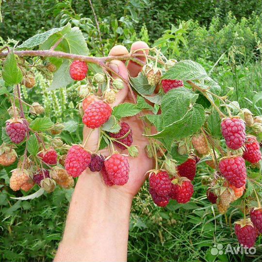 Малина сортовая красная и желтая