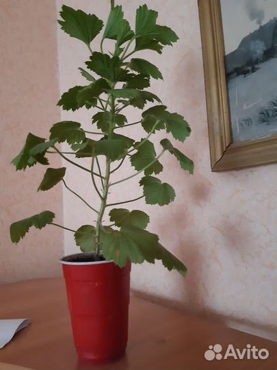 Герань королевская