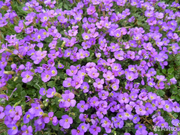 Растения почвопокровные