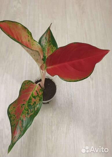 Аглаонема Ред