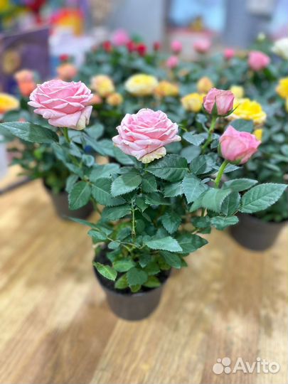Комнатные растения:Розы