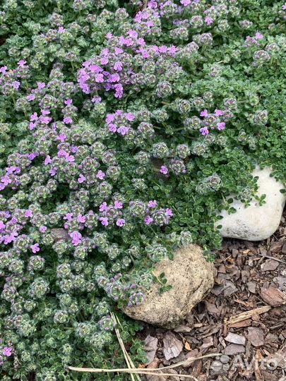 Тимьян 5 видов