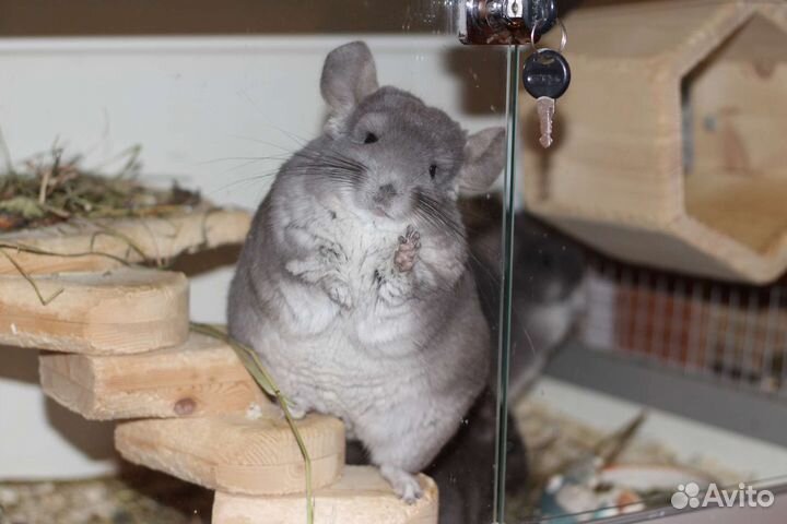 Передержка грызунов шиншилл