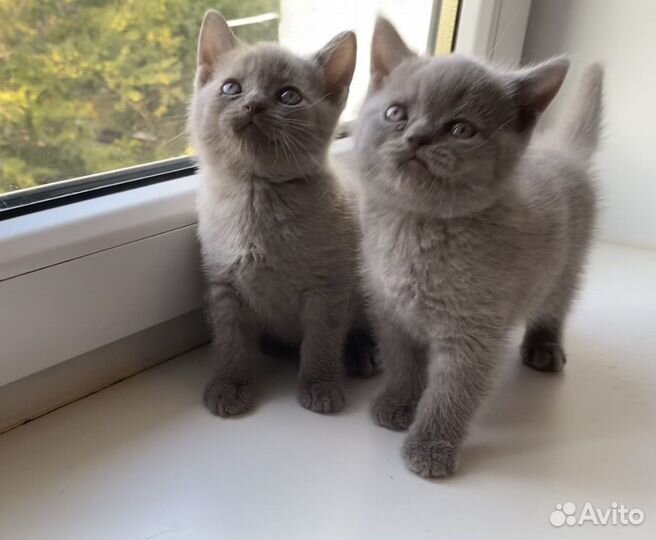 Британские котята лилового окраса