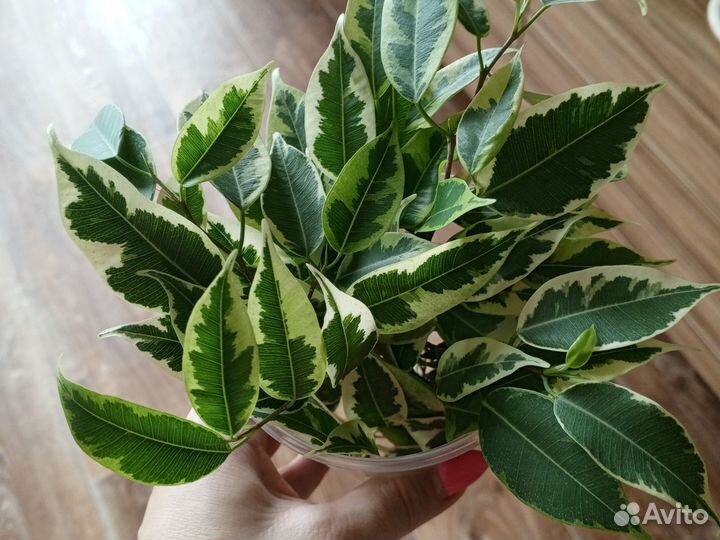 Фикус бенджамина пестролистный