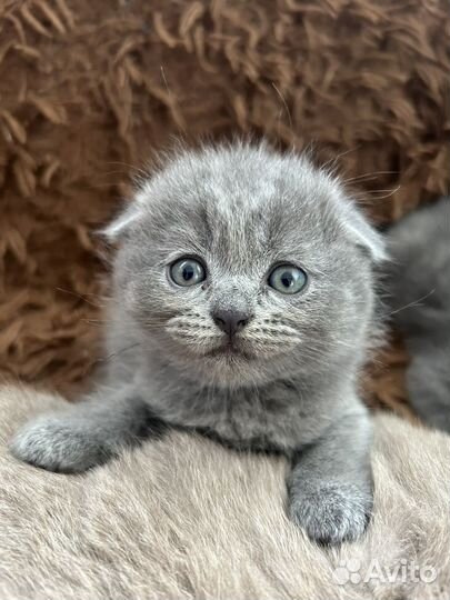 Котята от шотландскай кошки