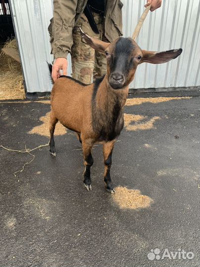 Чешский козел