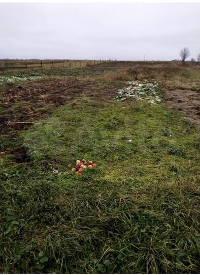 Участок 38 сот. (СНТ, ДНП)