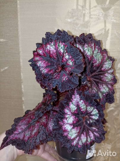 Бегонии декоративно-лиственные LeRex