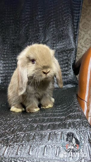 Карликовый вислоухий кролик гавана