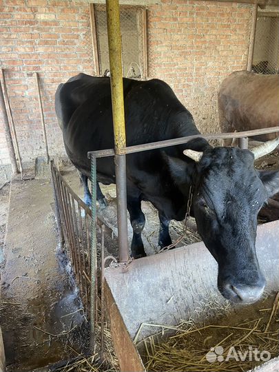 Корова дойная