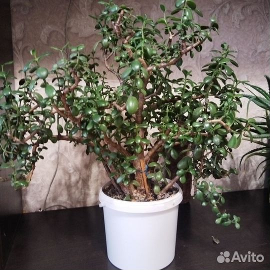 Денежное дерево Толстянка