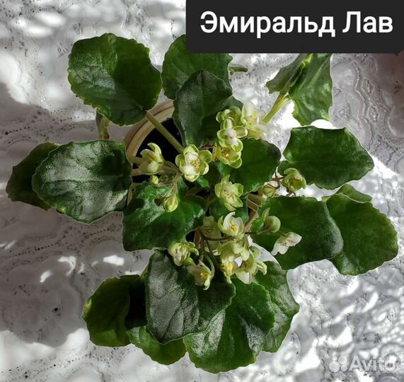 Фиалки почтой