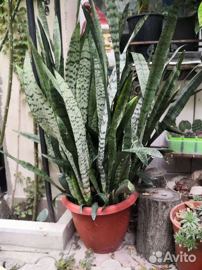 Сансевиерия