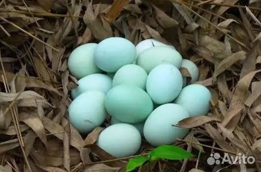 Инкубационное яйцо породных кур