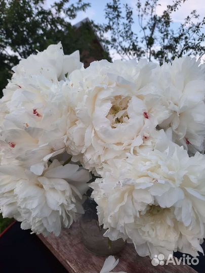 Пионы сортовые