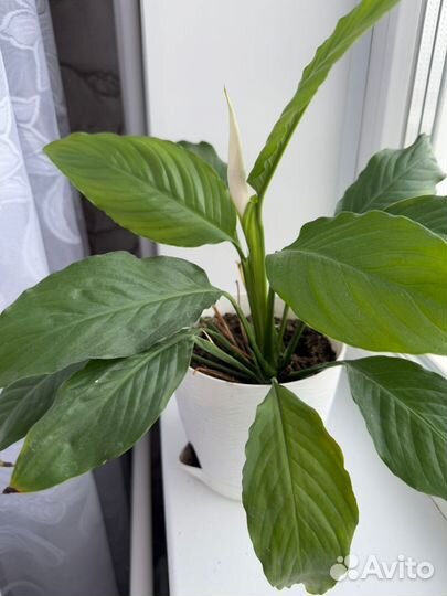 Спатифиллум